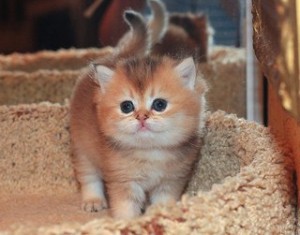Шиншилла. Завуалированный Золотой Окрас Британских Кошек. Фото золотых британцев: британских котят, котов, кошек. Золотой британский кот: стандарт окраса. Золотистые британцы: фото галерея.